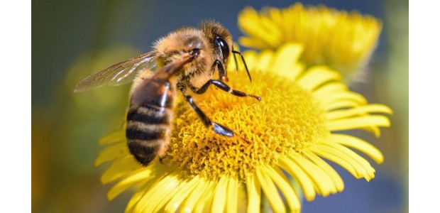 Historia de una abeja